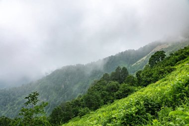 Yeşil çayırın arkasında kayalık zirveleri olan dağlar