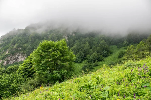 霧の中の斜面と山々の緑の高山草原 — ストック写真