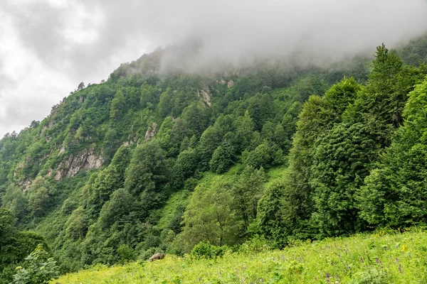 Verde prado alpino en las laderas y montañas en la niebla — Foto de Stock