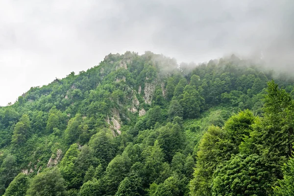 Altas montañas con laderas boscosas y picos escondidos en las nubes . — Foto de Stock