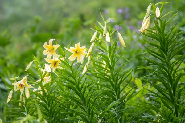 Κίτρινα άνθη της Λίλι Κεσσελρίνγκ-Λιλίουμ κεσσελριντζιανουμ — Φωτογραφία Αρχείου
