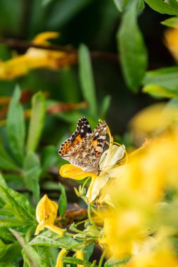 Kelebek Vanessa cardui sarı bir çiçek üzerinde oturur. Kelebek yasemin sarı çiçekler üzerinde oturur.