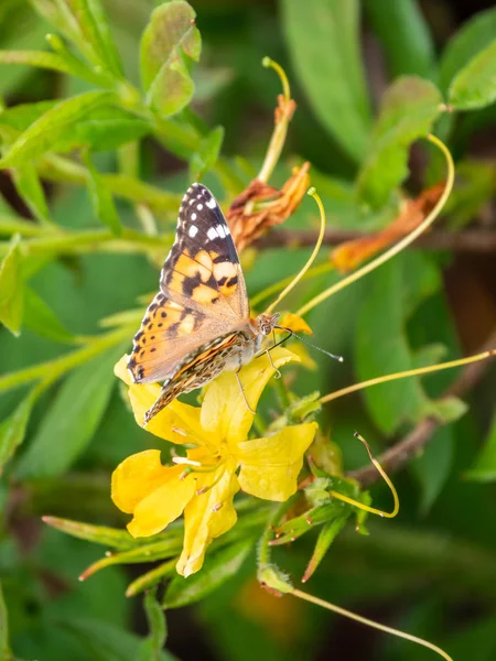 Butterfly Vanessa cardui sits on a yellow flower. Butterfly sits on jasmine yellow flowers. — Stock Photo, Image