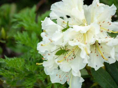 Büyük bir yeşil çekirge beyaz çiçekler üzerinde oturur. Beyaz Dağ Rhododendron Çiçekler