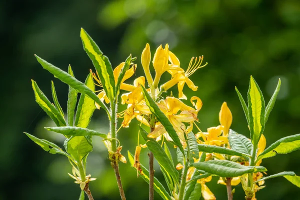 Κίτρινα άνθη γιασεμί σε πράσινο φόντο — Φωτογραφία Αρχείου