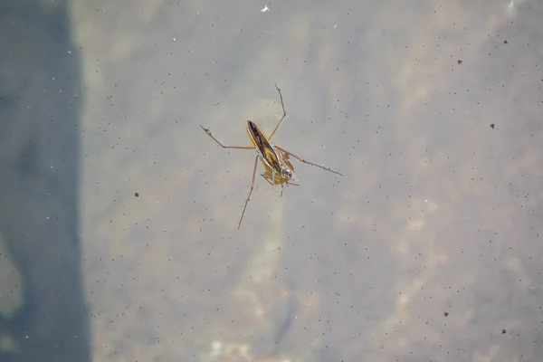 Strider del agua Gerridae con presa en el agua — Foto de Stock