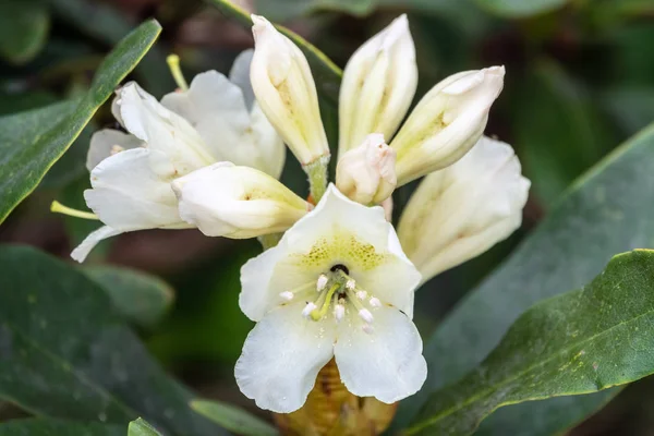Λευκό βουνό ροδόδεντρο λουλούδια — Φωτογραφία Αρχείου