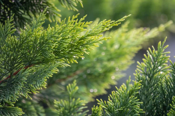 Groene takken van lariks met druppels water na regen. — Stockfoto