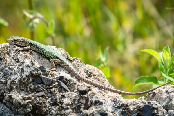 O lagarto Lacerta viridis senta-se sobre uma pedra com fundo verde — Fotografia de Stock