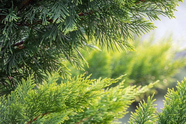 Groene takken van lariks met druppels water na regen. — Stockfoto