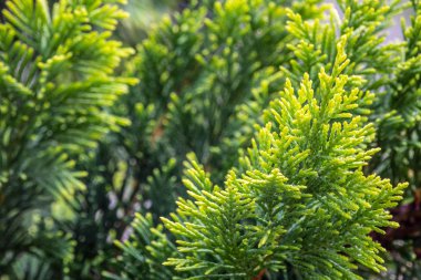 Yağmurdan sonra su damlaları ile karaçam Yeşil dalları.
