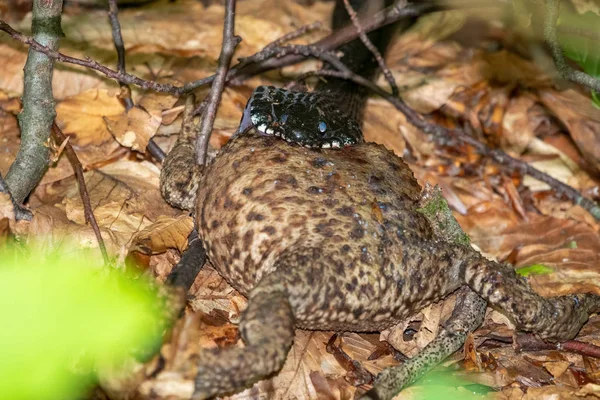 Чорна змія їсть велику жабу — стокове фото