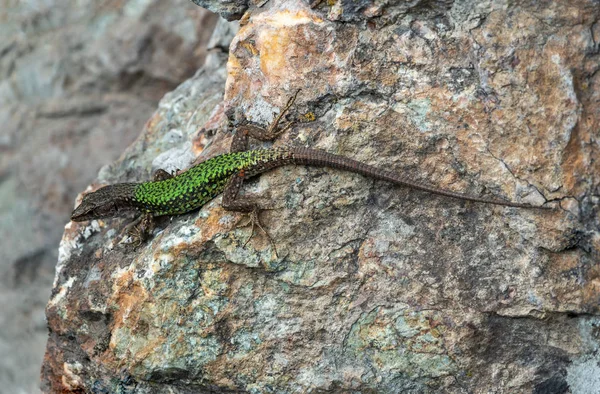 Grüne Eidechse kriecht auf einer Steinklippe — Stockfoto