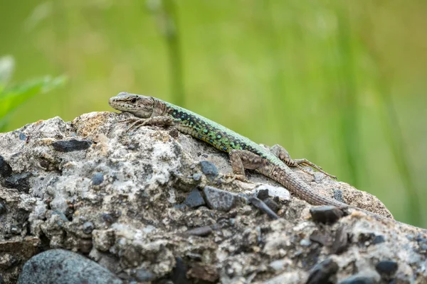 O lagarto Lacerta viridis senta-se sobre uma pedra com fundo verde — Fotografia de Stock