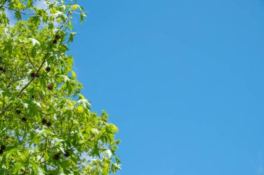 Amerikan tatlı sakız, Liquidambar styraciflua mavi gökyüzü bir arka plan üzerinde.
