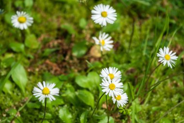 Yeşil bulanık arka planda beyaz ve sarı papatya çiçekleri.