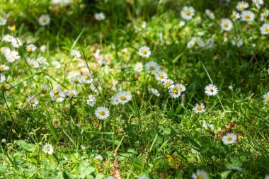 Yeşil bulanık arka planda beyaz ve sarı papatya çiçekleri.