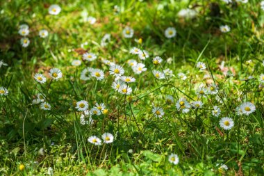 Yeşil bulanık arka planda beyaz ve sarı papatya çiçekleri.