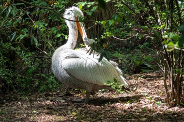 Büyük beyaz bir pelikan tüyleri temizler. Dalmaçya pelikanı Pelecanus crispus, pelikan giller familyasının en büyük üyesidir..