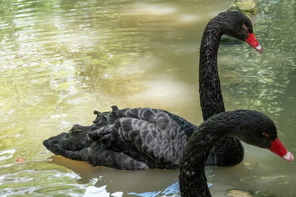 Um cisne preto com um bico vermelho está nadando em uma lagoa. Cygnus atratus — Fotografia de Stock