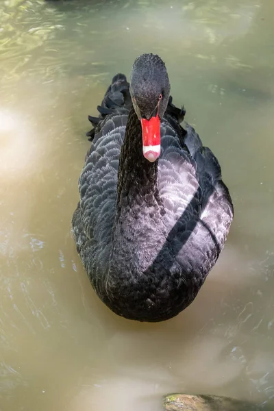 Černá labuť s červeným zobákem se plavuje v rybníku. Cyks americký — Stock fotografie