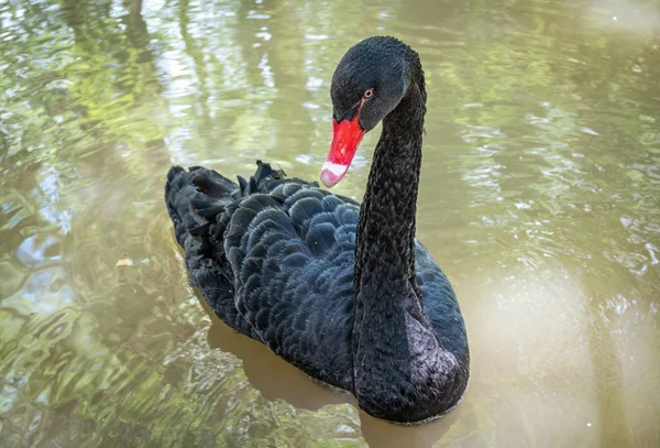 Um cisne preto com um bico vermelho está nadando em uma lagoa. Cygnus atratus — Fotografia de Stock