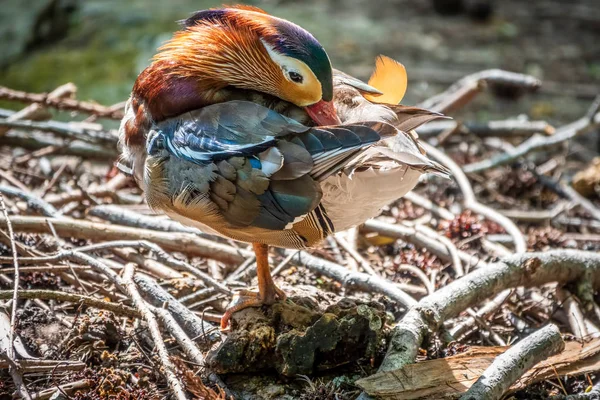 Beautiful colorful Mandarin duck, Aix galericulata, cleans feathers on a stone near the pond.