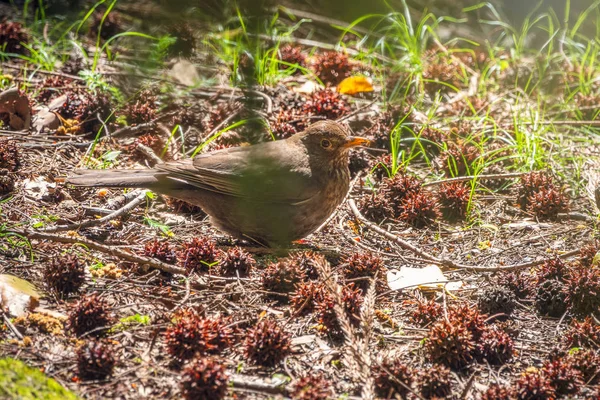 A blackbird female sits in a green meadow in the forest. The common blackbird, Turdus merula.