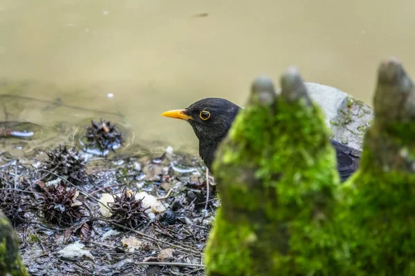 A blackbird male peeps from behind a stone on the green bank of the pond. The common blackbird, Turdus merula.