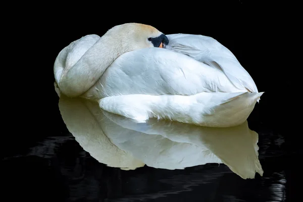 En vit svan simmar som böjer halsen på den svarta spegelytan av vattnet. — Stockfoto