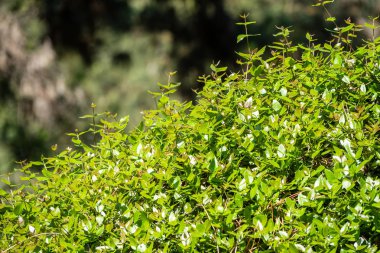 Kesilmiş dalları ve genç yaprakları ile yeşil çalılar.