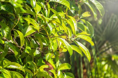 Kesilmiş dalları ve genç yaprakları ile yeşil çalılar.