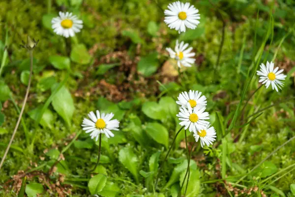 ดอกไม้เดซี่สีขาวและสีเหลืองบนพื้นหลังสีเขียวเบลอ . — ภาพถ่ายสต็อก