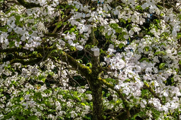 Zářivě bílá kvetoucí psí květy — Stock fotografie