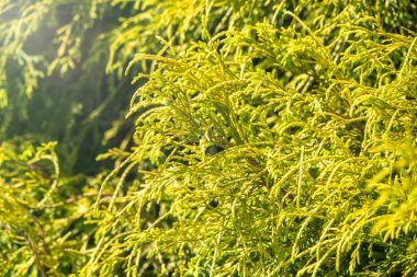 Bir thuja ağacının yeşil dalları ve taze yaprakları.