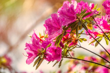 Pembe ormangülü çiçekleri güzel bir görüntü ile
