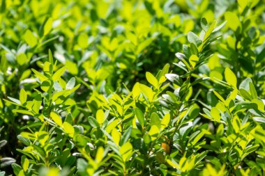 Kesilmiş dalları ve genç yaprakları ile yeşil çalılar.