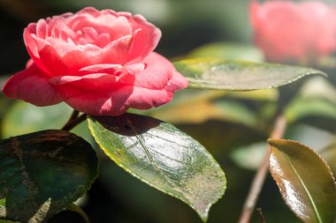 Güzel canlı pembe kamelya çiçekleri.