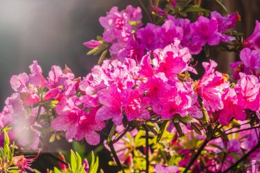 Pembe ormangülü çiçekleri güzel bir görüntü ile