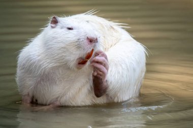 Büyük beyaz coypu veya nutria sığ bir gölet oturur.