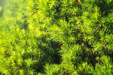 Yeşil köknar dalları arka plan.