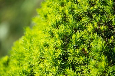 Yeşil köknar dalları arka plan.