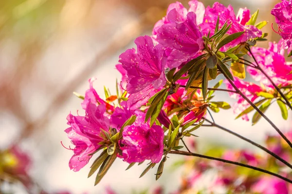 Pembe ormangülü çiçekleri güzel bir görüntü ile