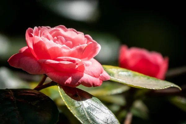 Vackra pulserande rosa Camellia blommor. — Stockfoto