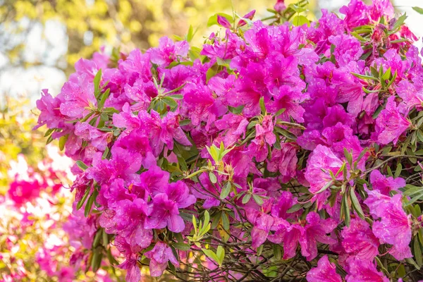 Pembe ormangülü çiçekleri güzel bir görüntü ile — Stok fotoğraf