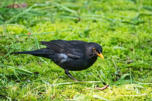 El mirlo macho encontró un gusano en un césped verde. El mirlo común, Turdus merula . — Foto de Stock