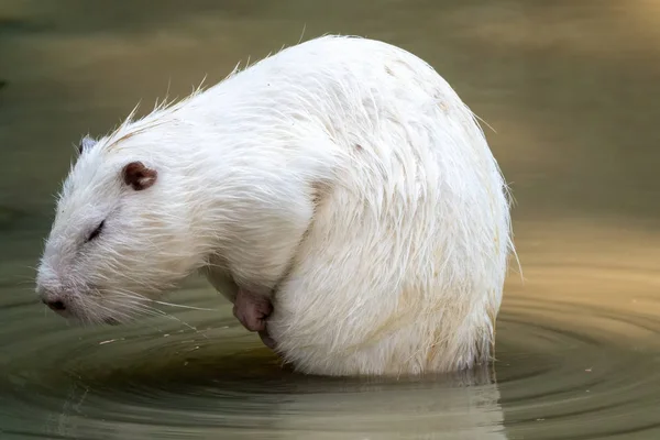 Coypu blanco grande o nutria se sienta en un estanque poco profundo . —  Fotos de Stock