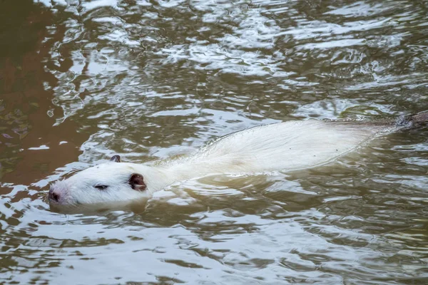 Grande coypu bianco o nutria sta nuotando nello stagno . — Foto Stock