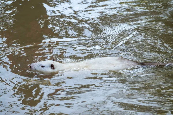 Grande coypu bianco o nutria sta nuotando nello stagno . — Foto Stock