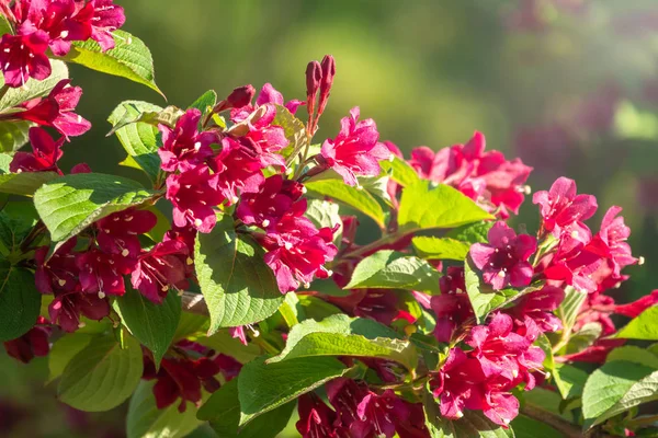 Bulanık arka plan ile güzel canlı kırmızı Weigela çiçekler. — Stok fotoğraf